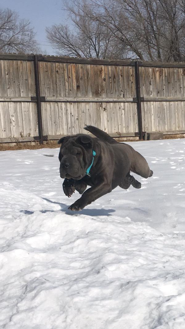 /Images/uploads/Humane Society of Utah/HSUCalendar/entries/833thumb.jpg
